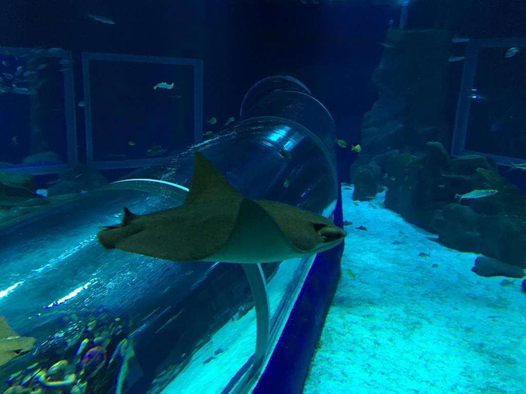 Aqua Rio and Museum of Tomorrow