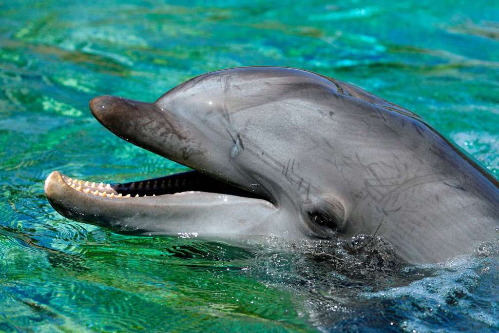 Dolphin Encounter Tour and Clearwater Beach