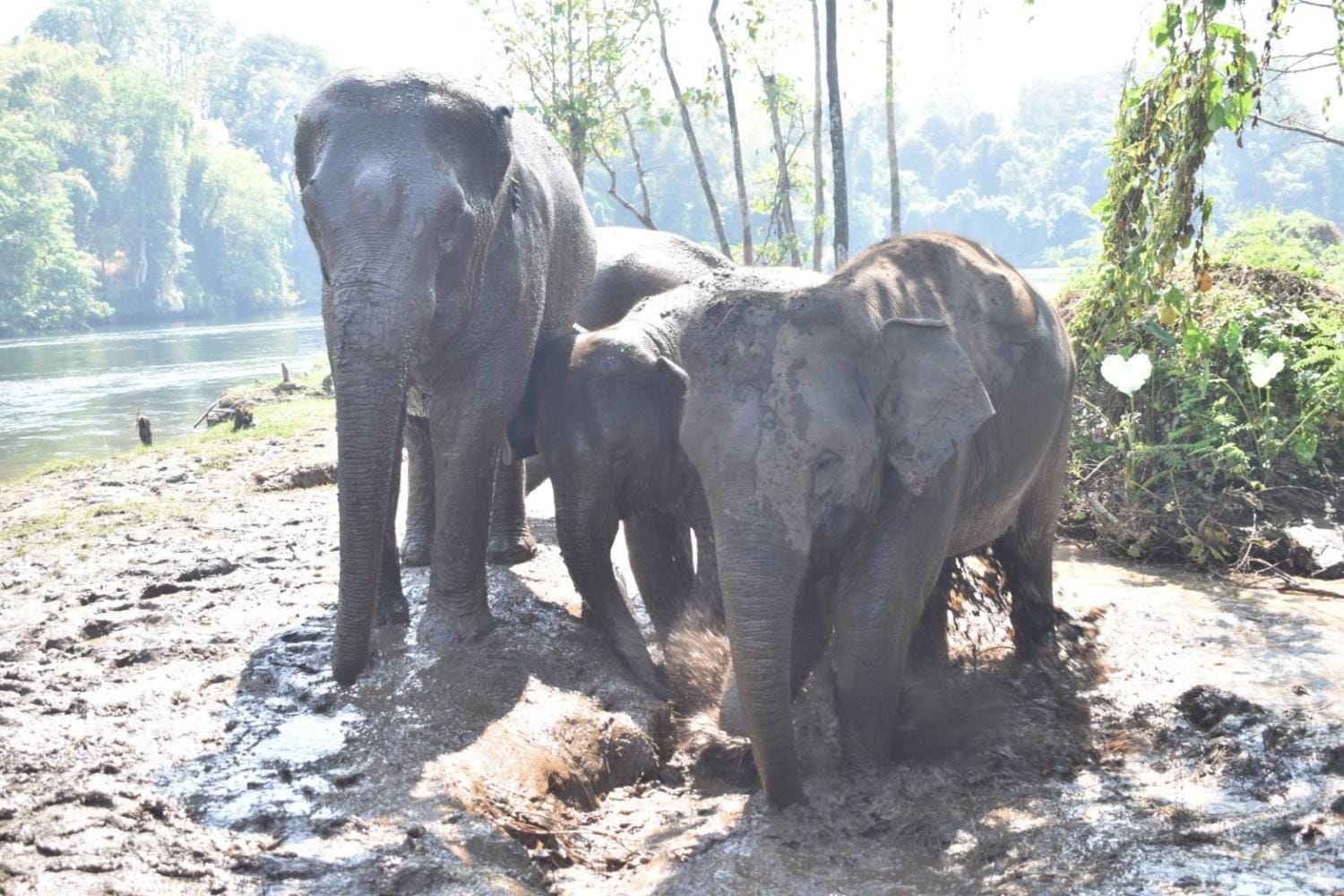 Elefantes en Kanchanaburi desde Bangkok