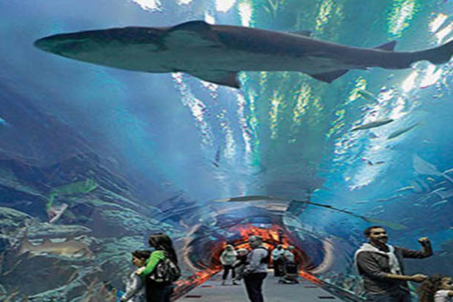 Dubai Mall Aquarium and Penguin Cove Tickets