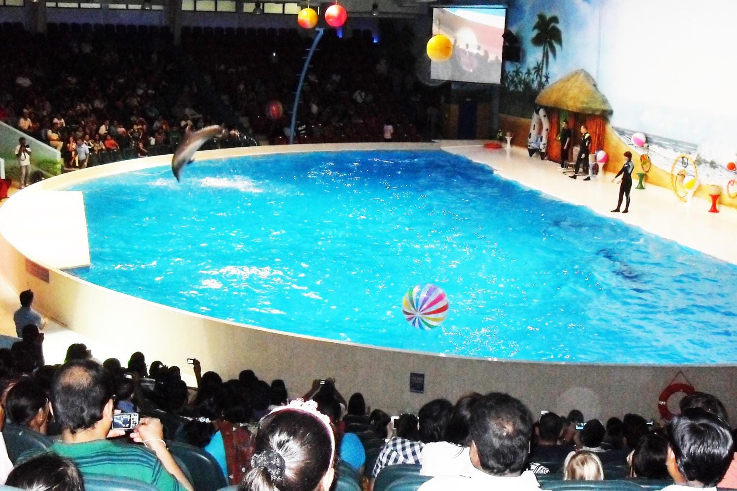 Dolphin and Seal Show Regular Tickets