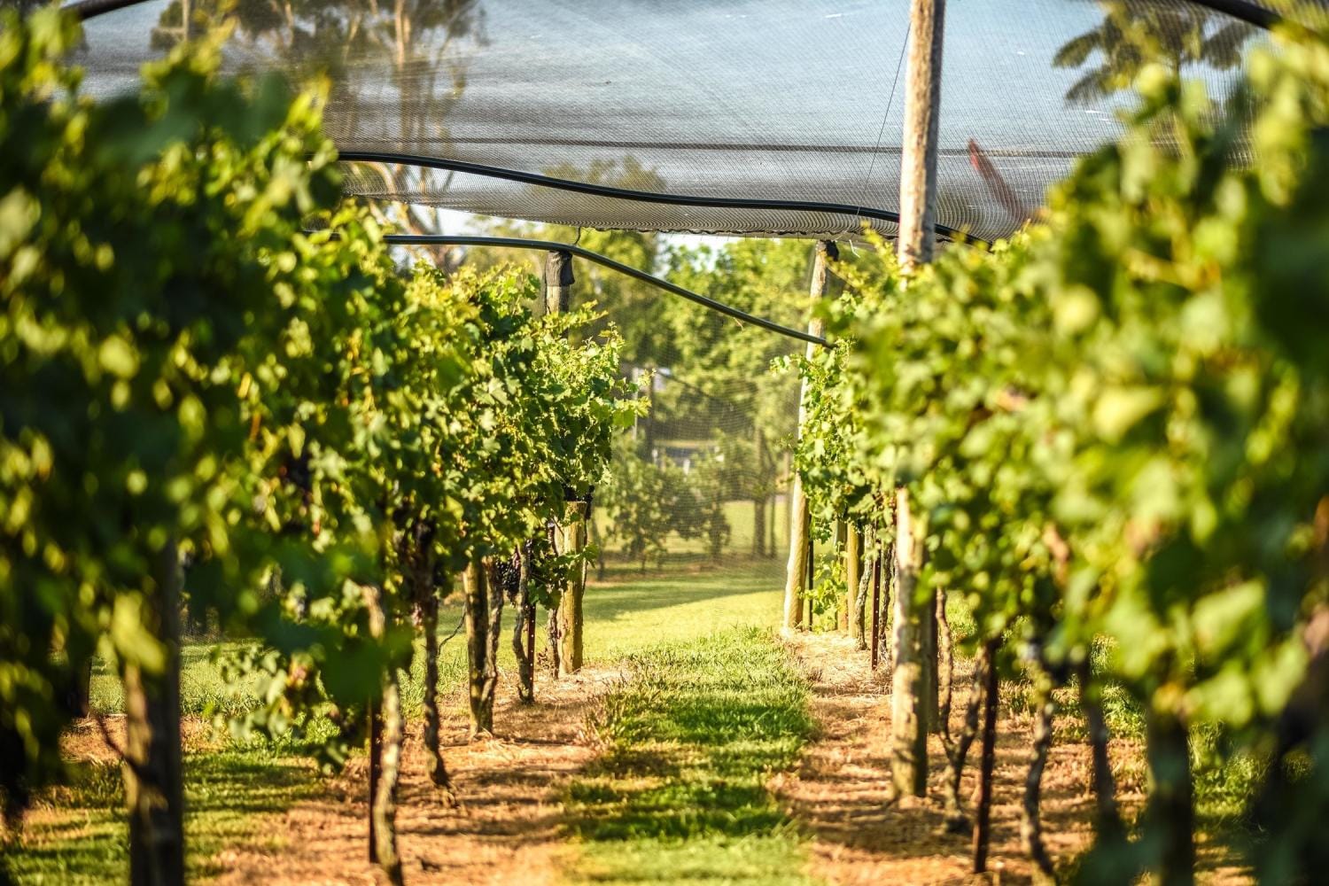 Bodegas de Martinborough en un día