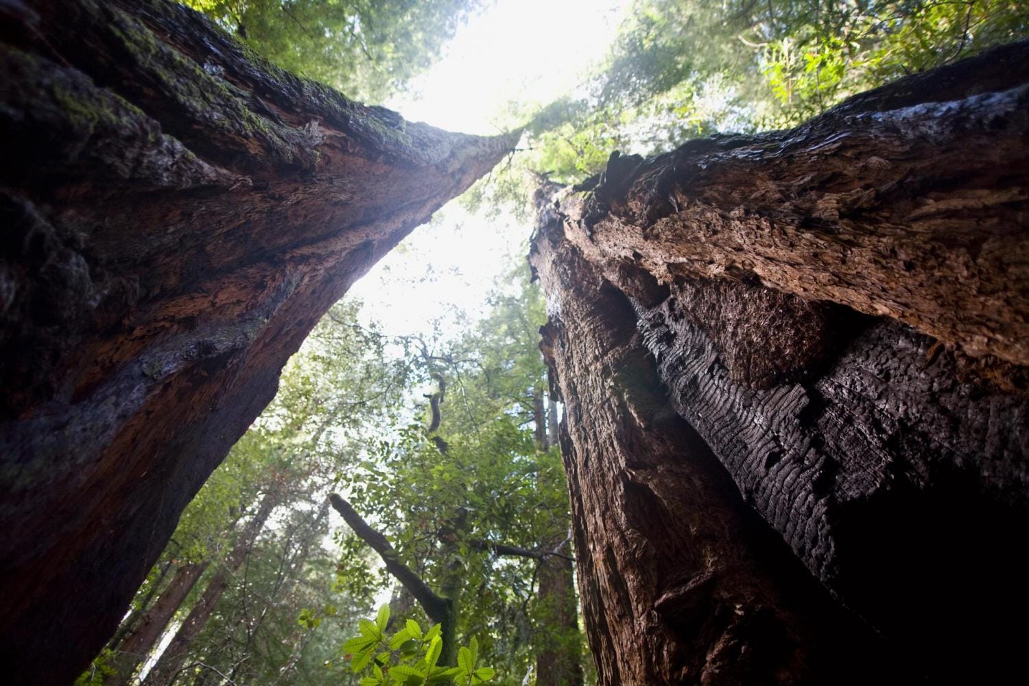 Muir Woods y Sausalito con crucero