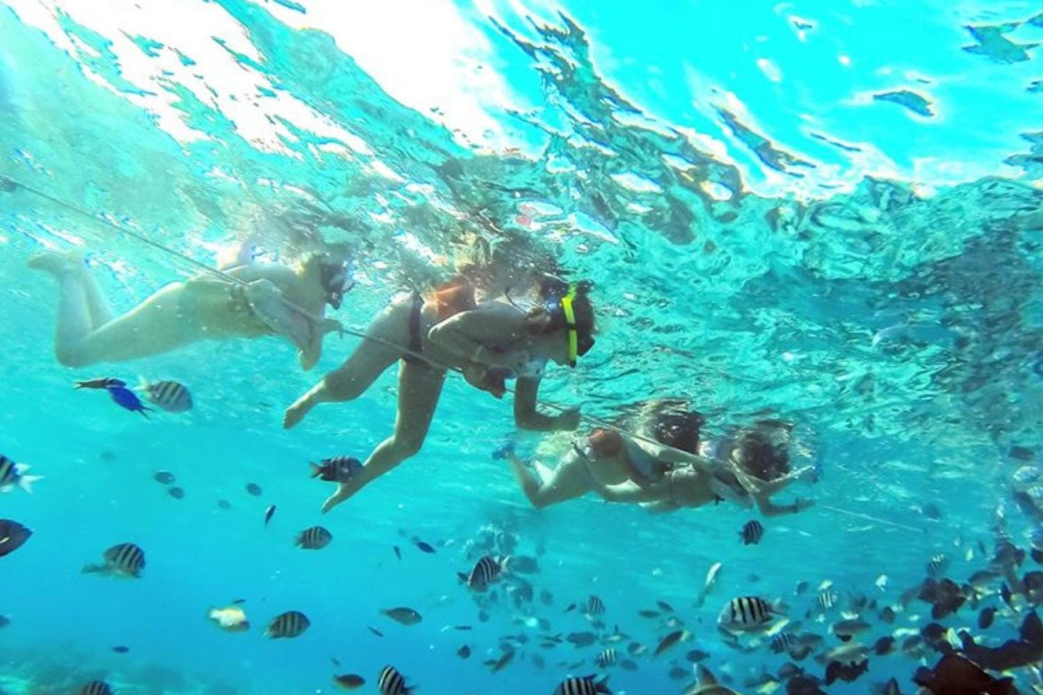 Acuario, bahía y manglares con transporte