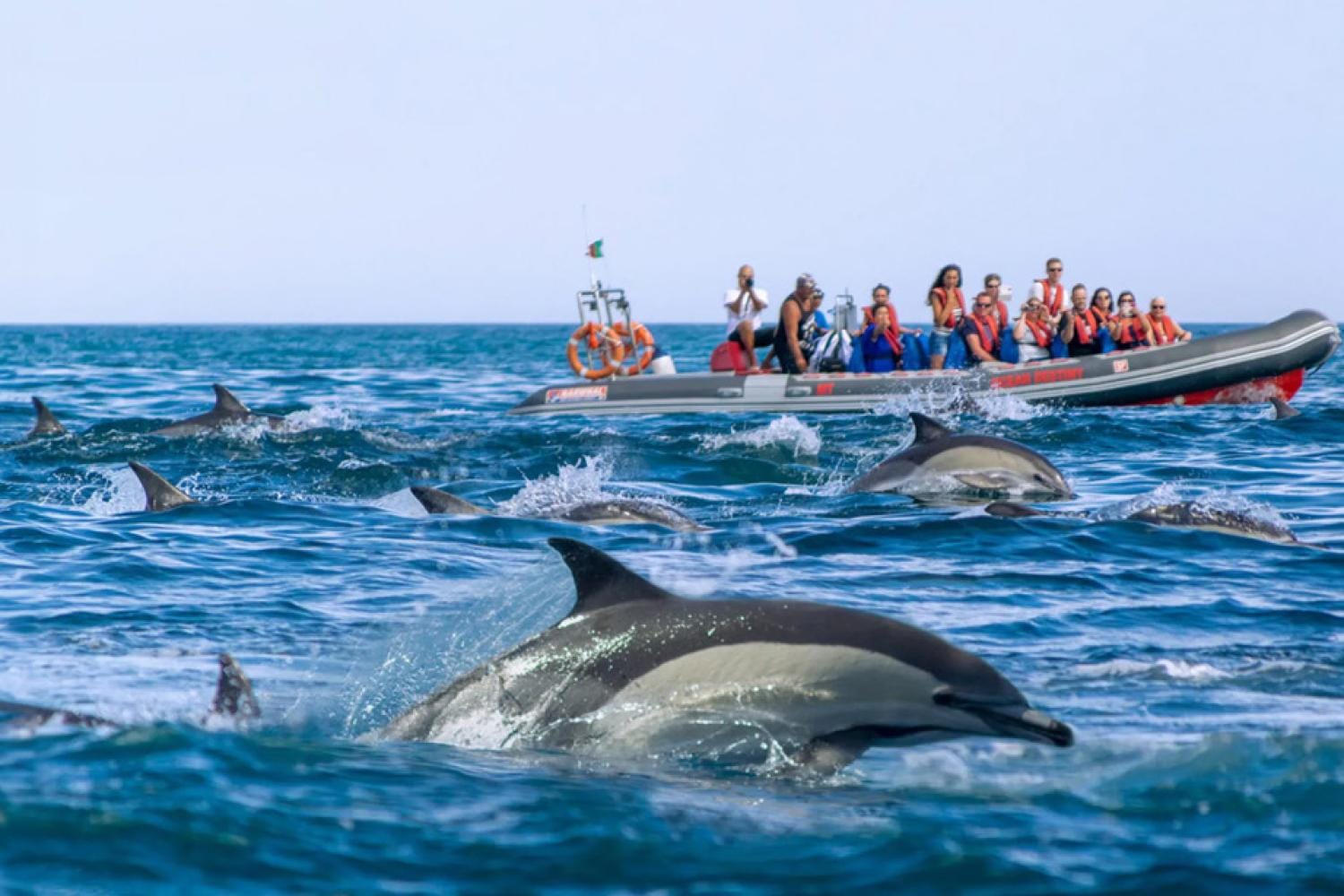 Delfines y cuevas en barco semirrígido