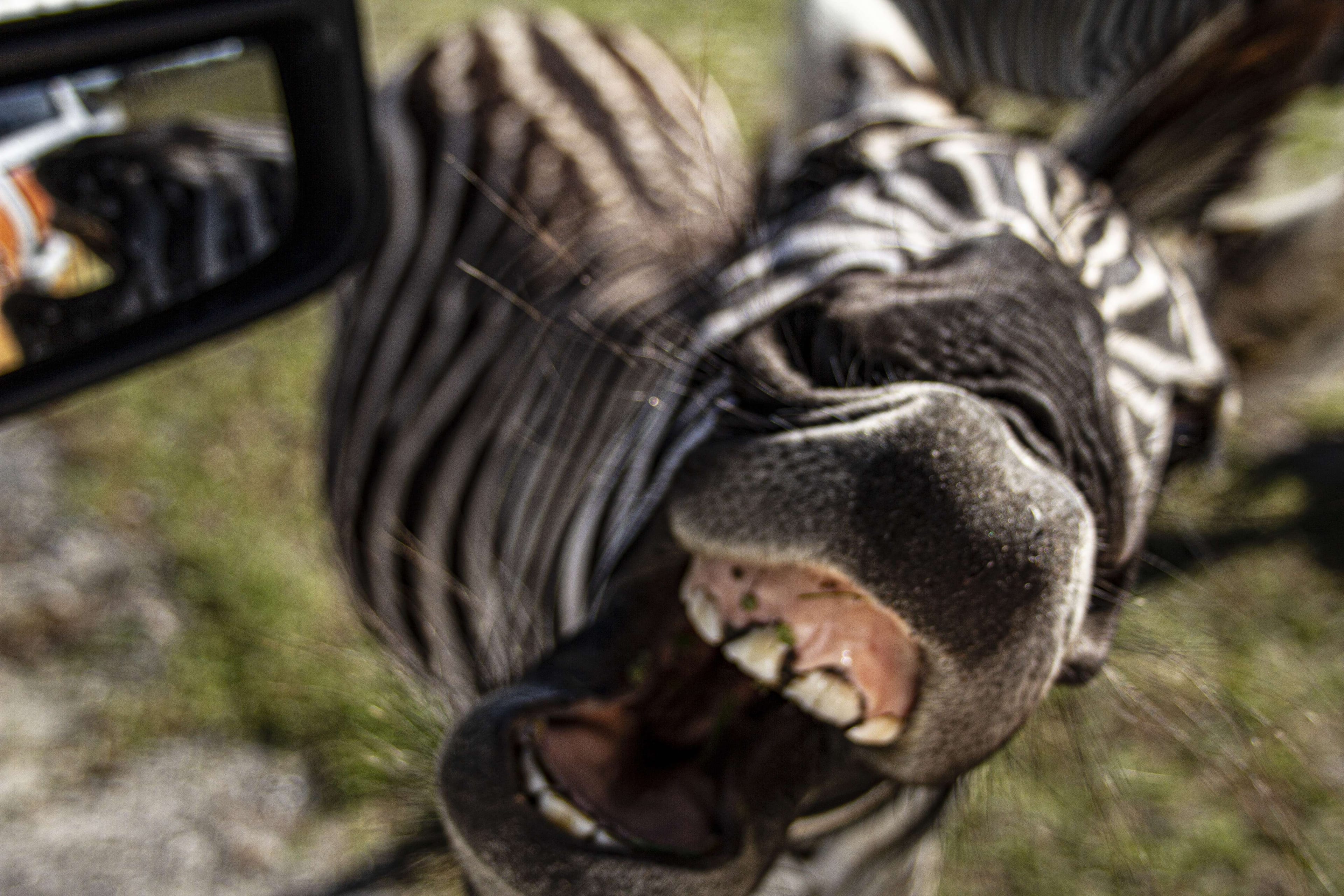Ultimate Everglades and Safari Park Tour