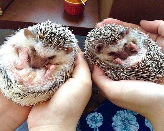 Admission to Hedgehog Cafe in Harajyuku