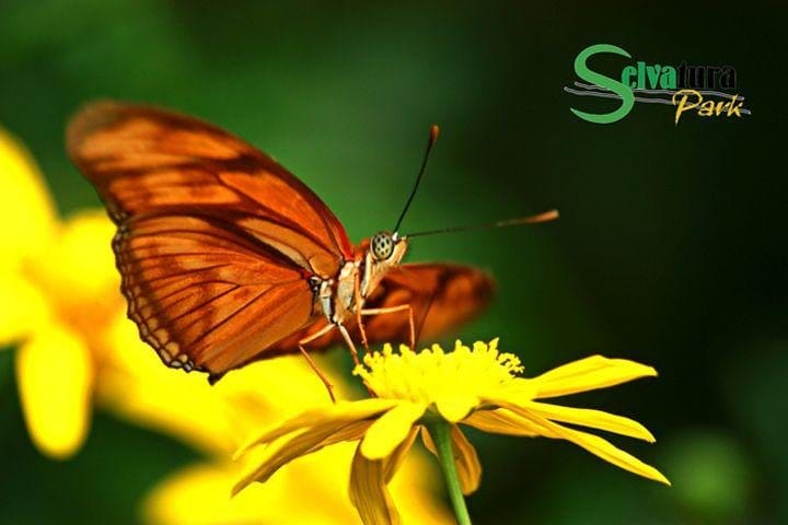 Tirolina y mariposas desde Monteverde