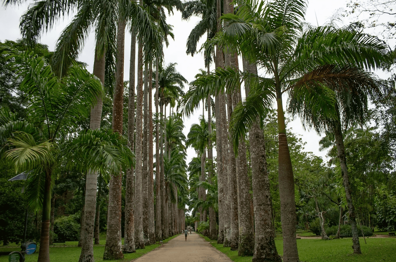 Jeep Tour: Tijuca Forest & Botanical Garden