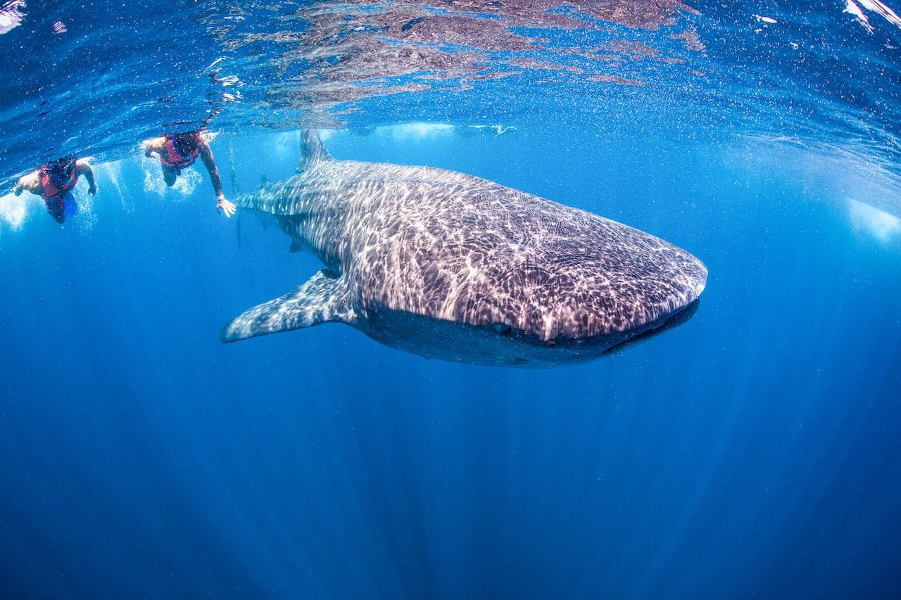 Nadar con tiburones en Máncora