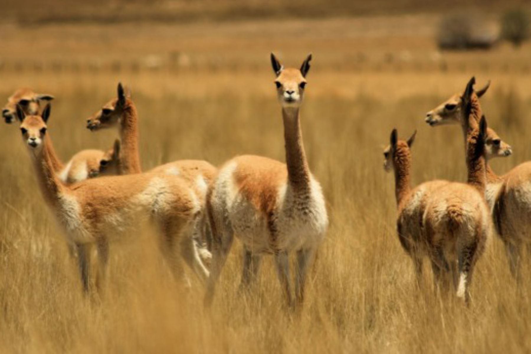 Reserva Nacional Pampas: vicuñas y llamas