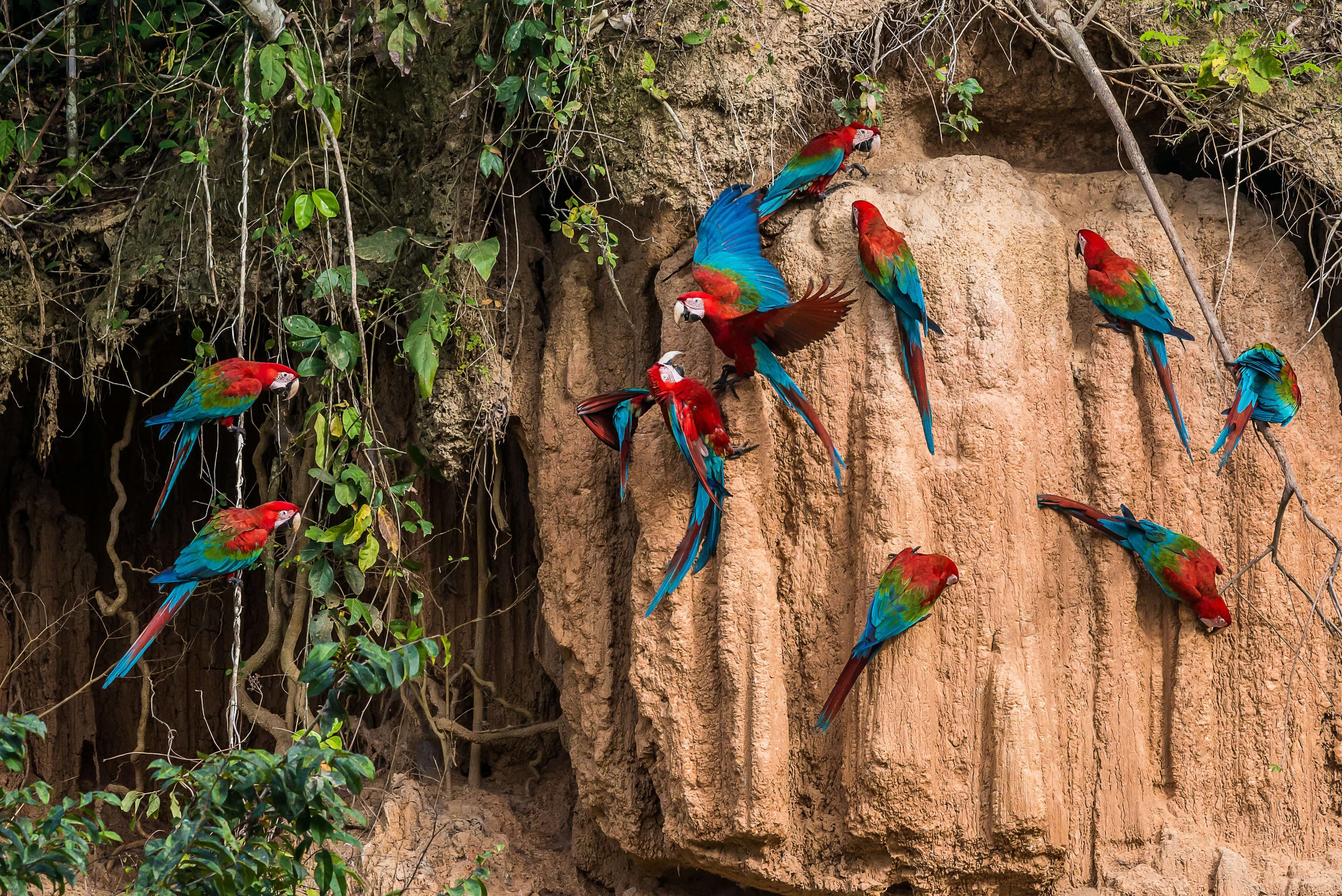 Guacamayos: 3 días en la collpa de Tambopata