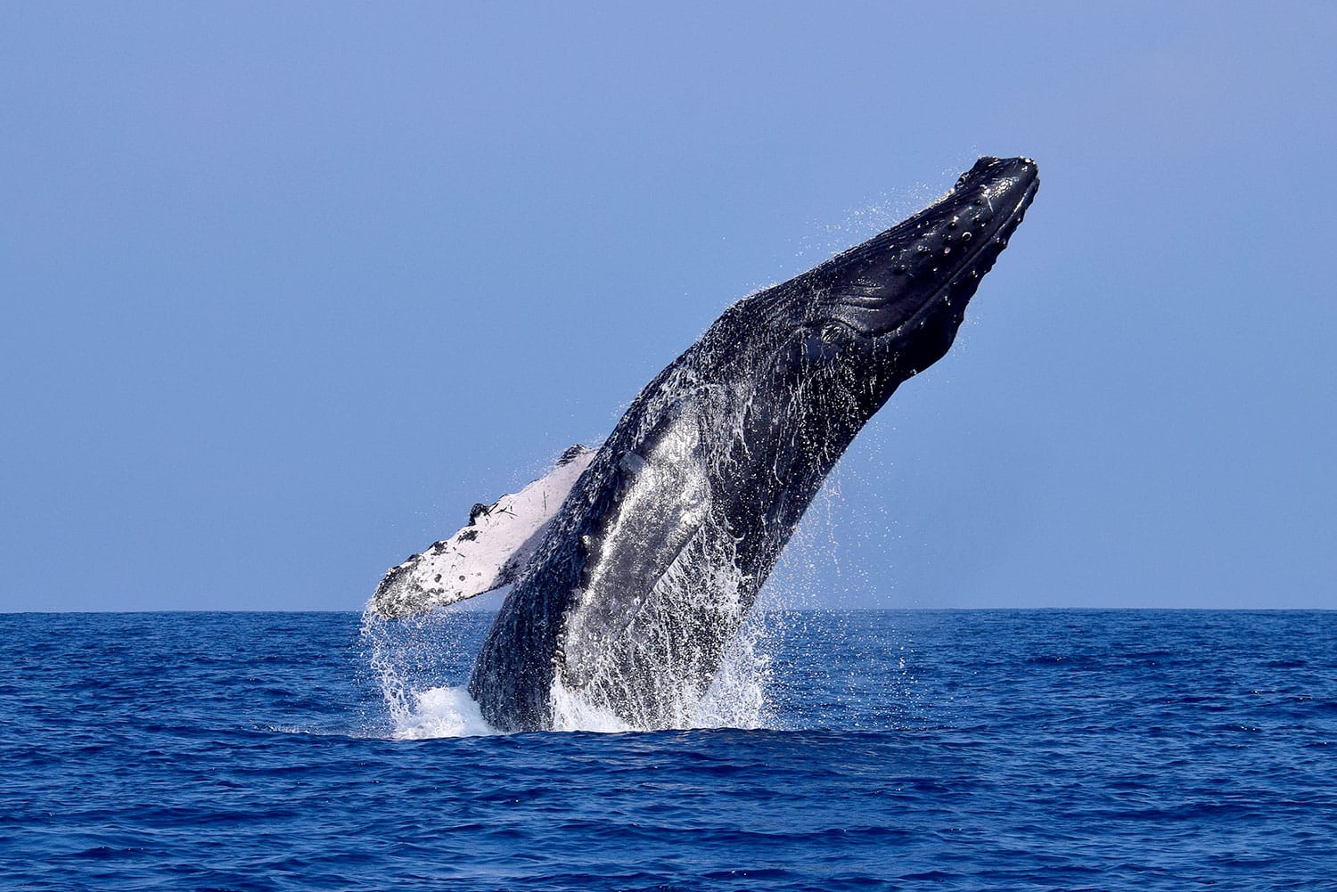 Avistaje de ballenas en Tumbes