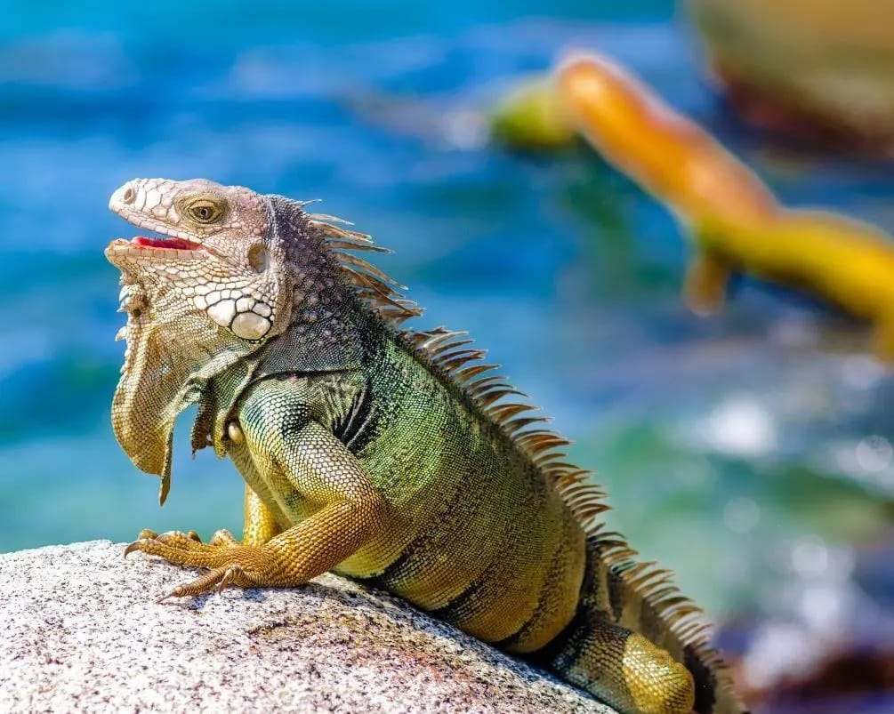 Tour Acuario y Johnny Cay en San Andrés