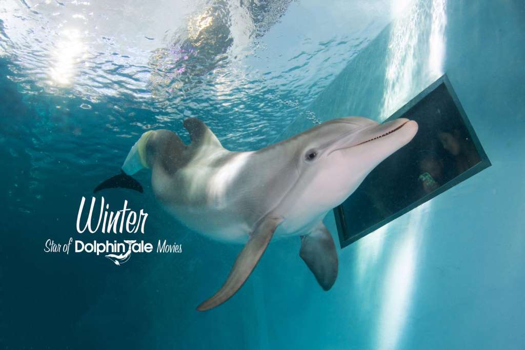 Clearwater Beach Day with Aquarium Admission