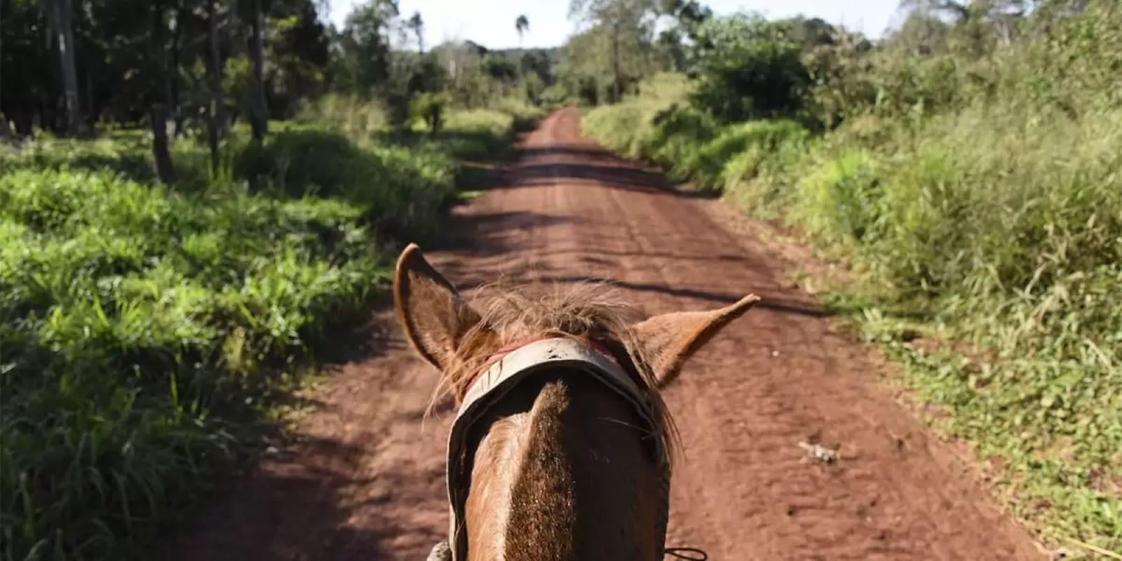 Cabalgata por la selva en Iguazú