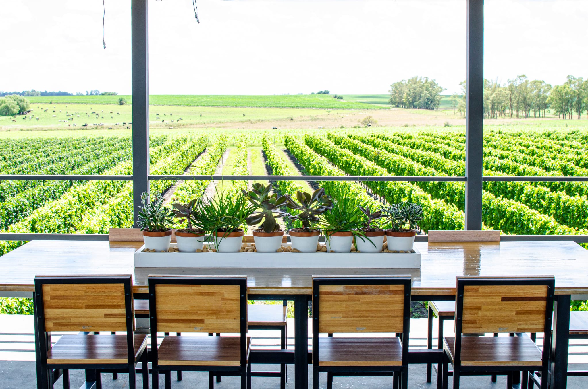 Bodega Fripp: visita, almuerzo y cata