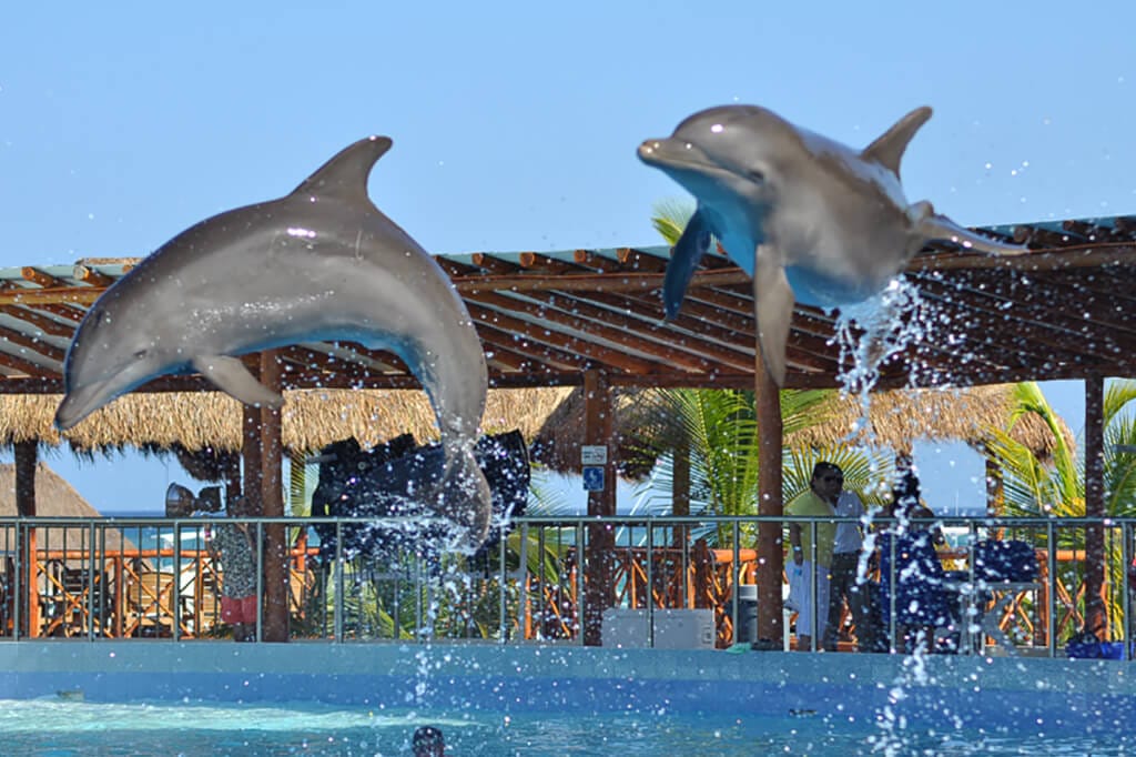 Dolphin encounter en Playa del Carmen