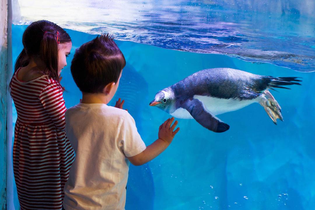 Legoland Discovery Centre y Sea Life
