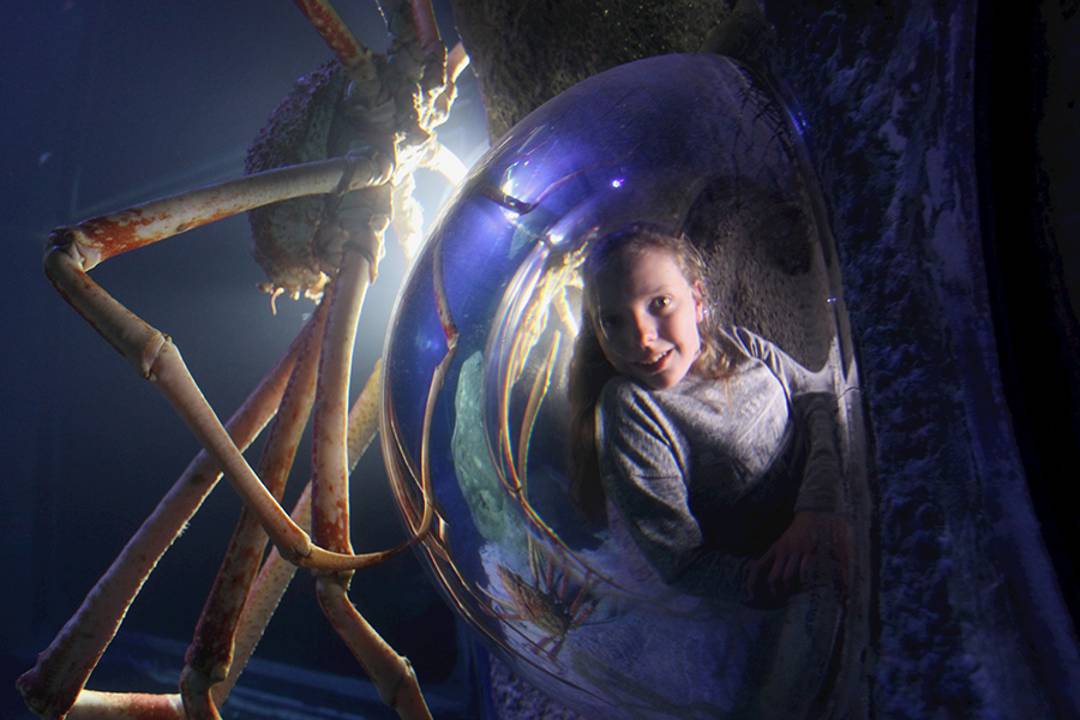 Visite SEA LIFE Manchester