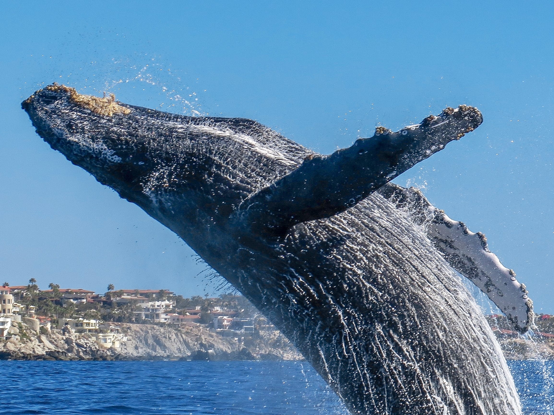 Avistaje de ballenas en Cabo hasta El Arco