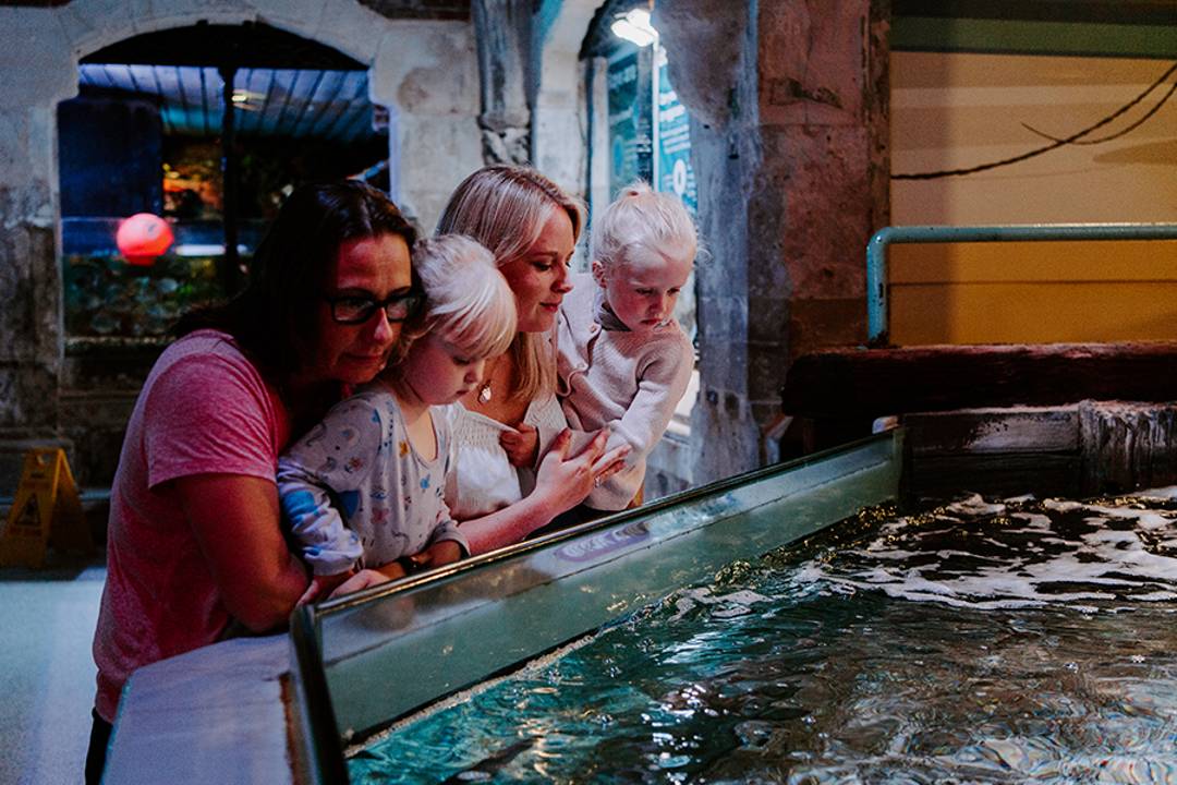 Sumérjase en SEA LIFE Brighton