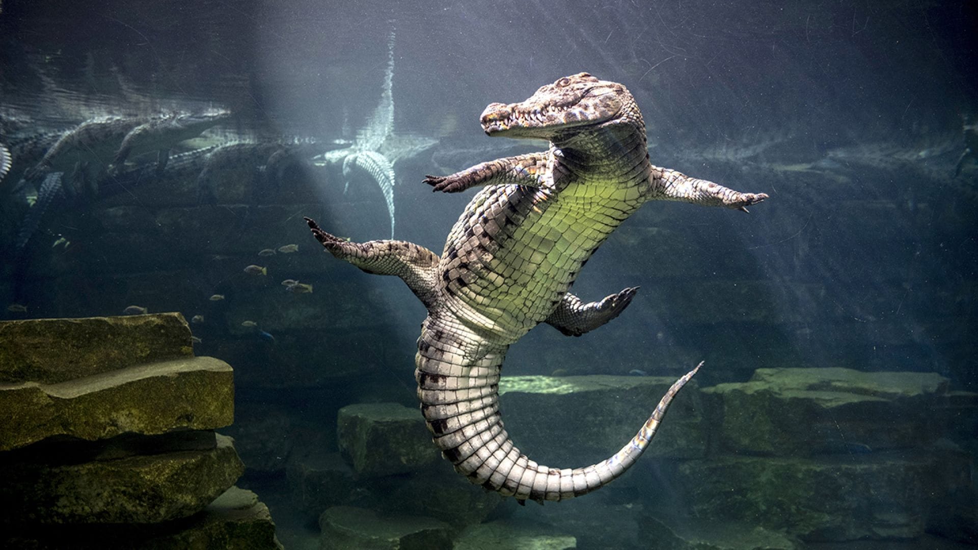 Dubai Crocodile Park Tour