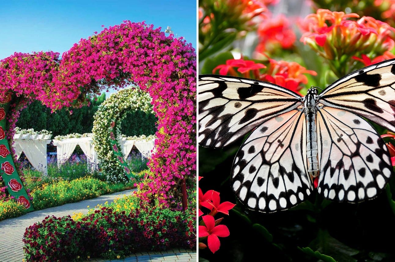 Dubai City Tour, Miracle & Butterfly Garden