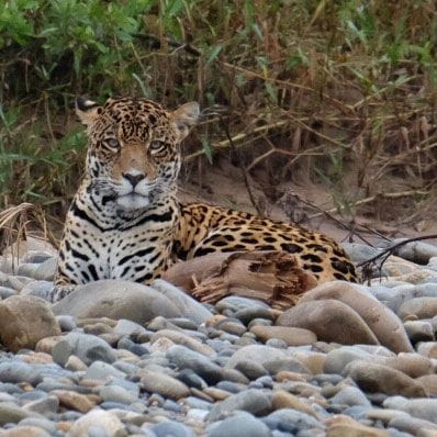 Tour por la selva del Madidi 3 días