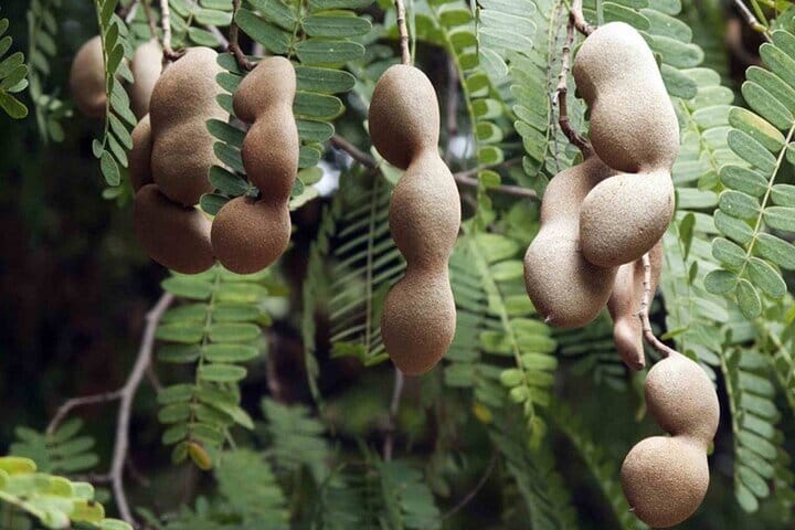 Cata guiada de frutas tropicales