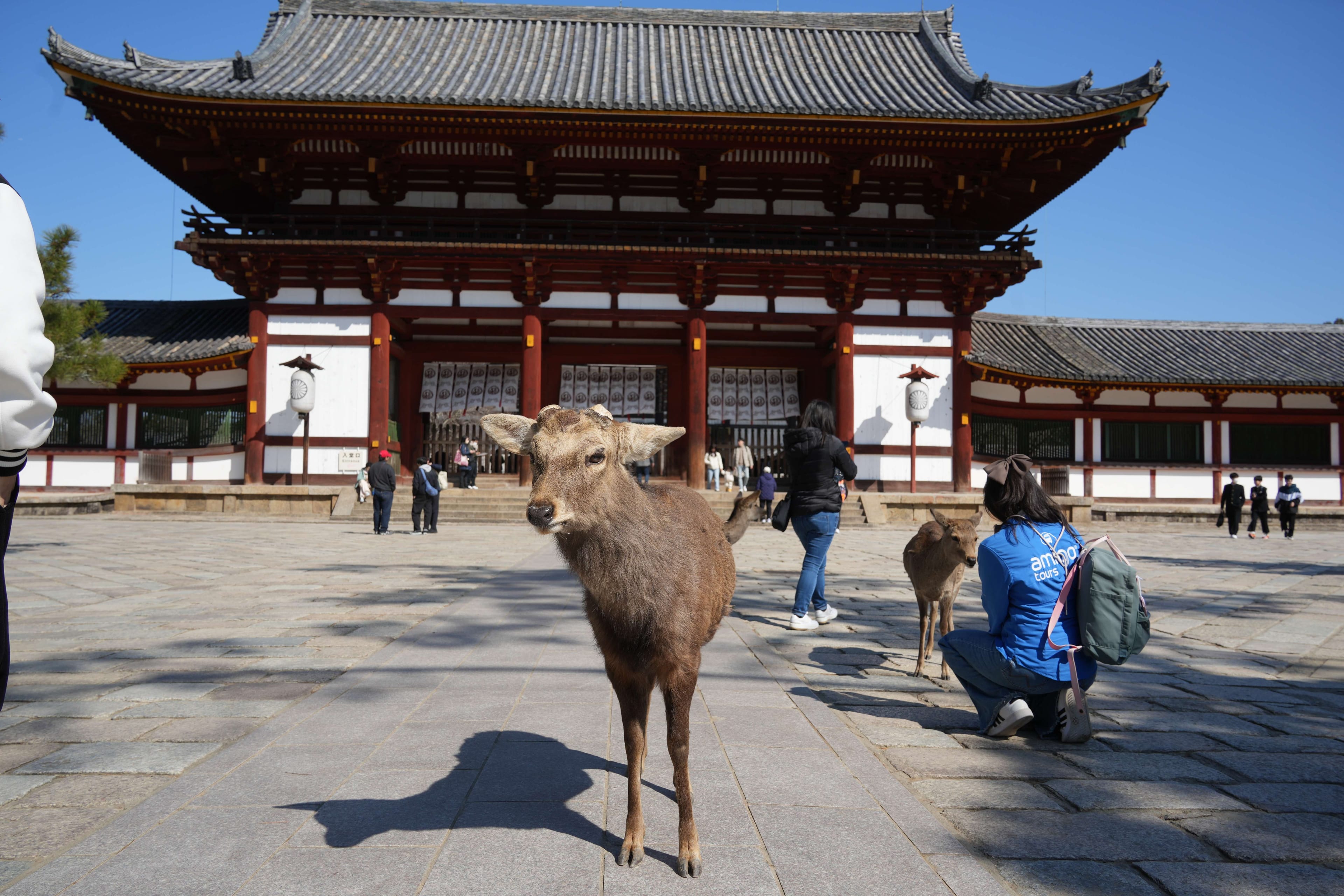 Visita Himeji, Nara y Kobe desde Osaka