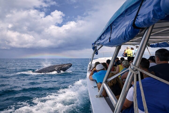 Ballenas en Samana y Cayo Levantado