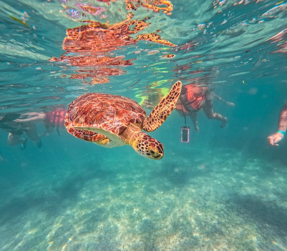 Tour de nado con tortugas en Akumal