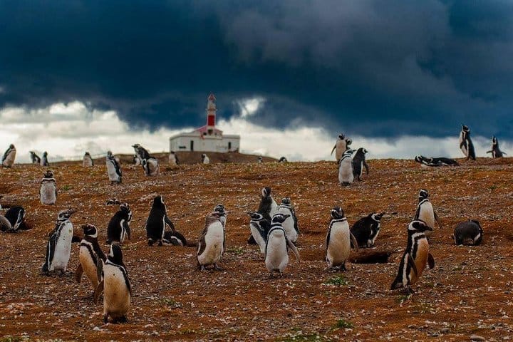 Pingüinos en Isla Magdalena en barco