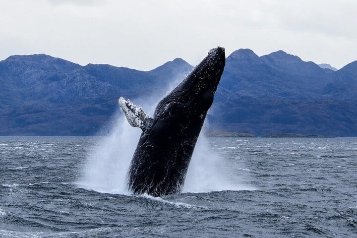 Navegación: Ballenas, Pingüinos y Glaciares