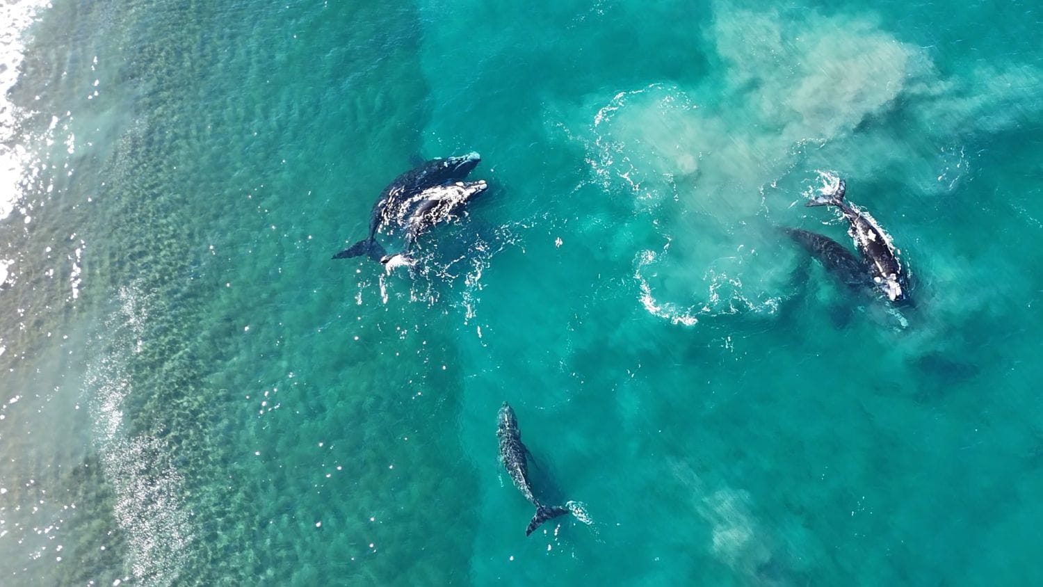 Bahía de las Ballenas en Península Valdés