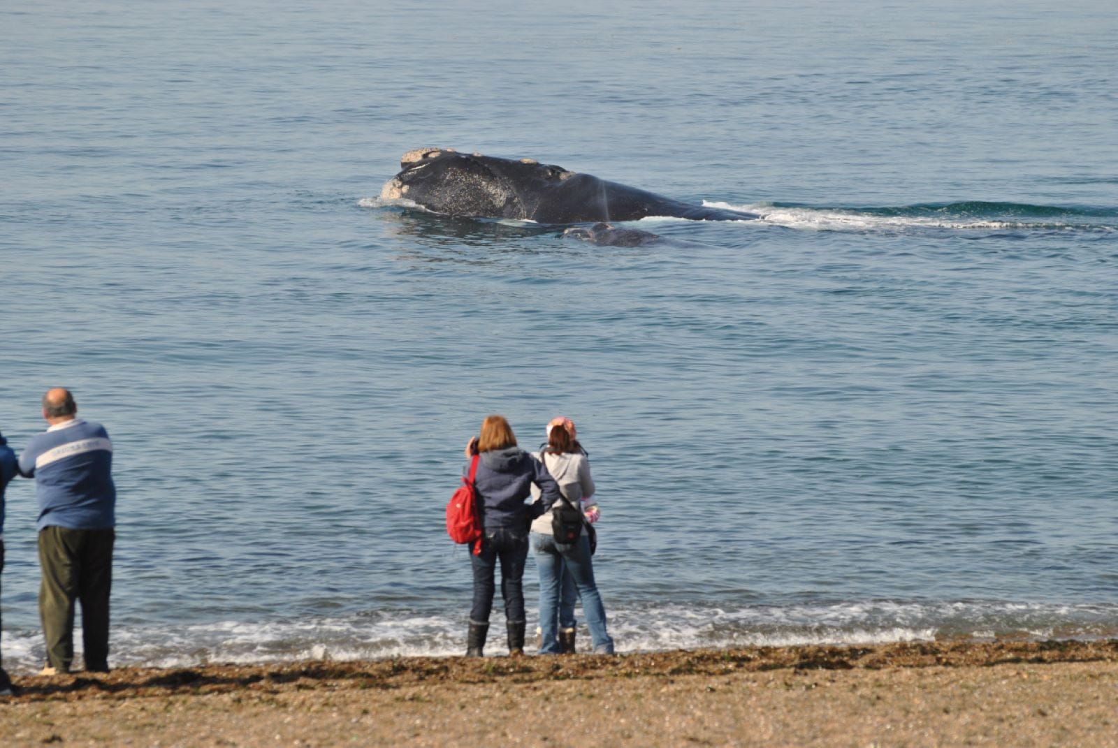 Doradillo Adventure: trekking y ballenas