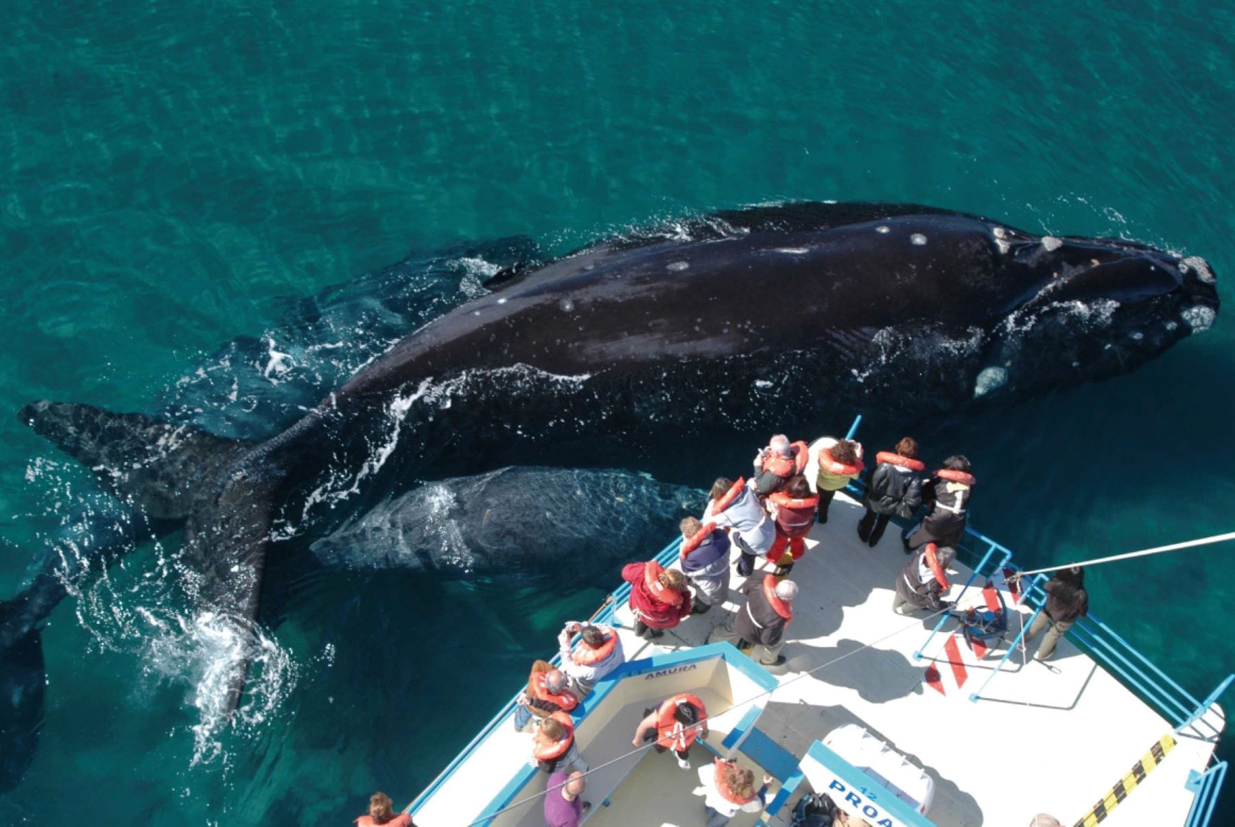 Península Valdés con ballenas en Pirámides