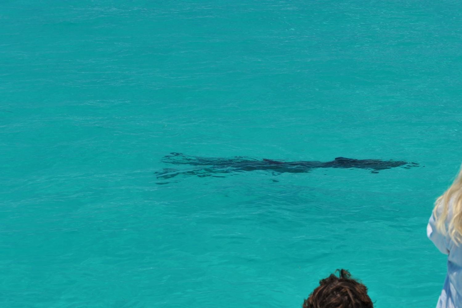Delfines y esnórquel en Key West