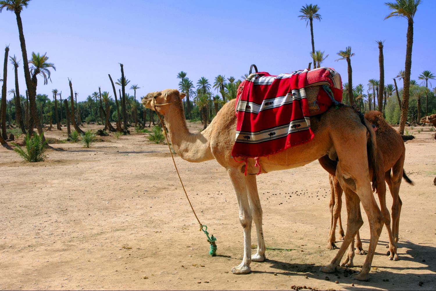 Paseo en camello en el palmeral de Marrakech