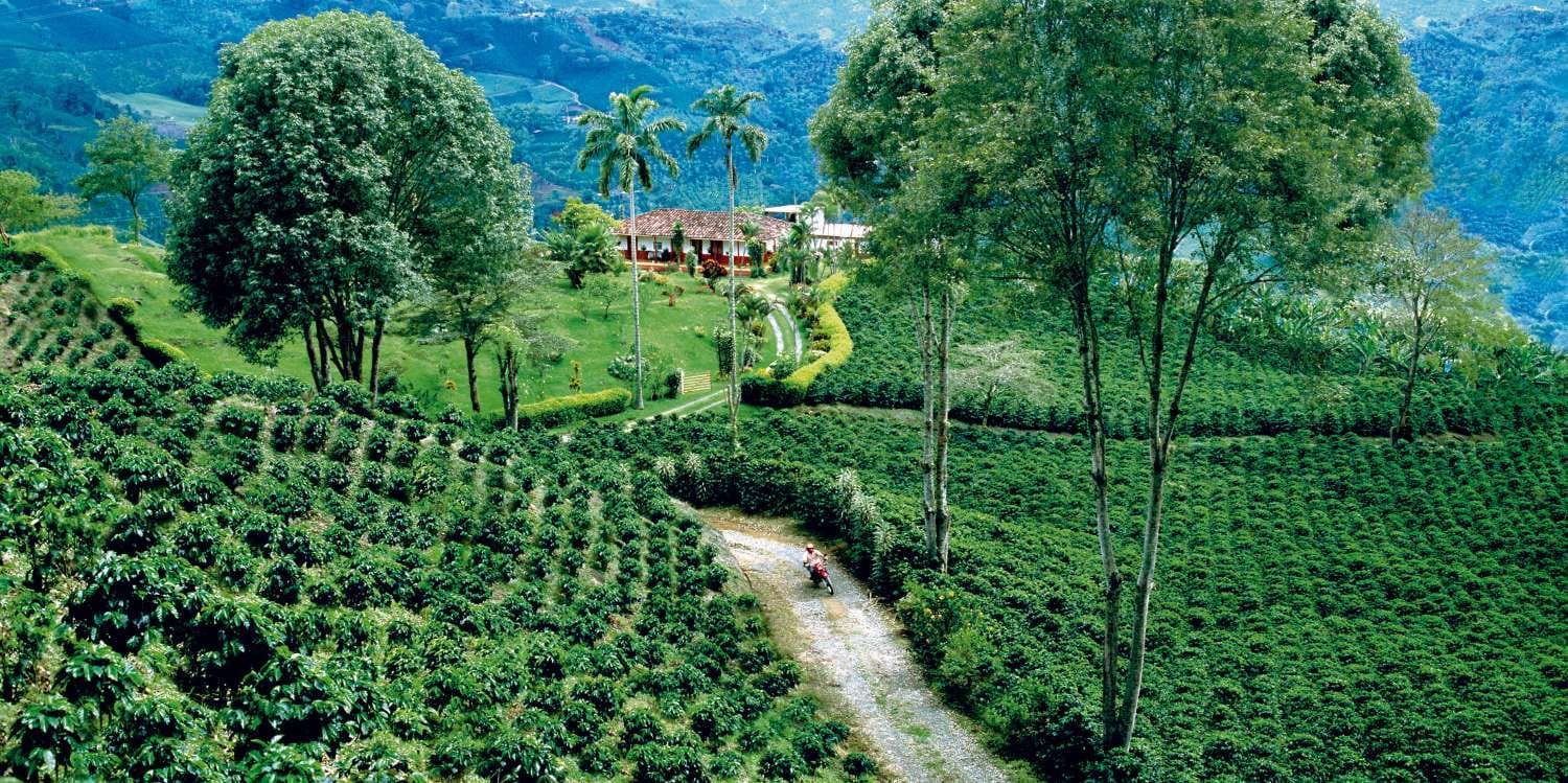 Finca de café, Filandia, Cocora y Salento