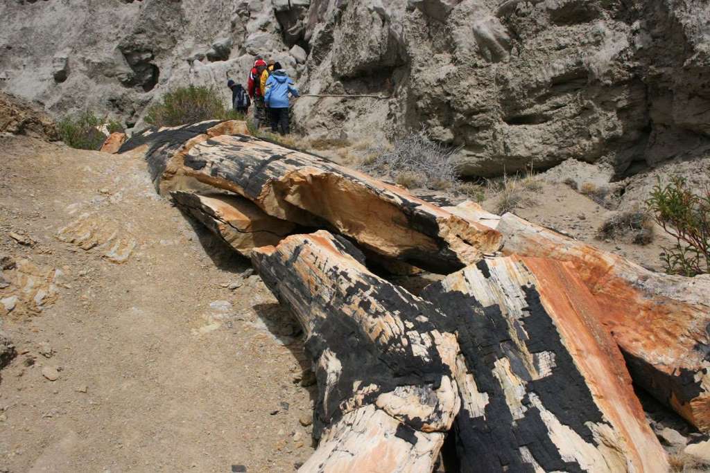 La Leona Petrified Forest