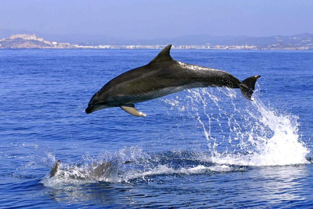 Delfines en Gibraltar