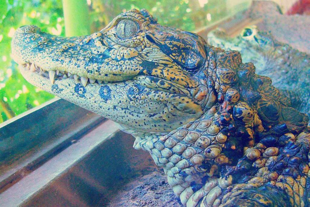 Naturaleza en el Biocentro Iguazú