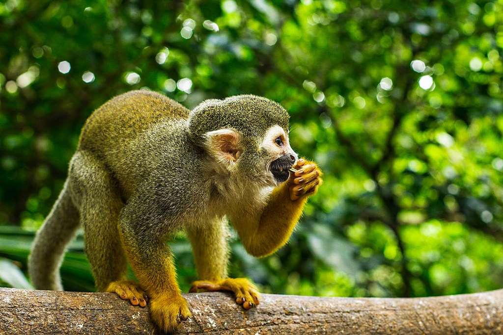 Monkey Land Explorer plus Zip Line Adventure