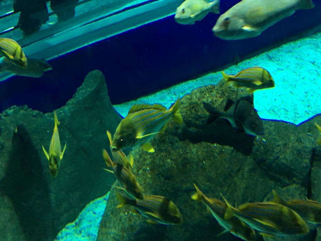 Aqua Rio and Museum of Tomorrow - Imagen 3