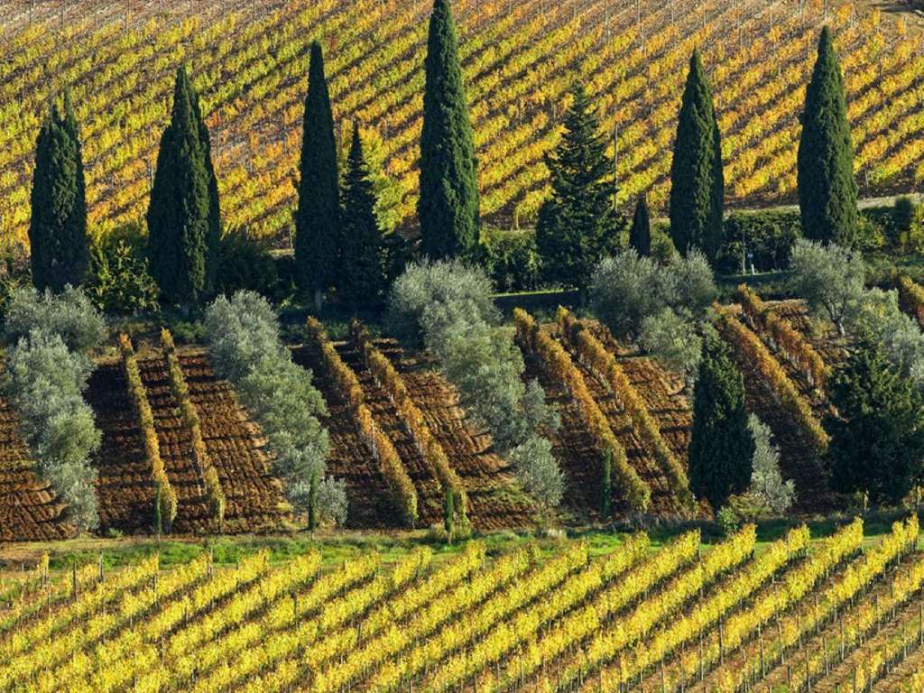 Tuscany Day Trip with Lunch & Wine Tasting - Imagen 2