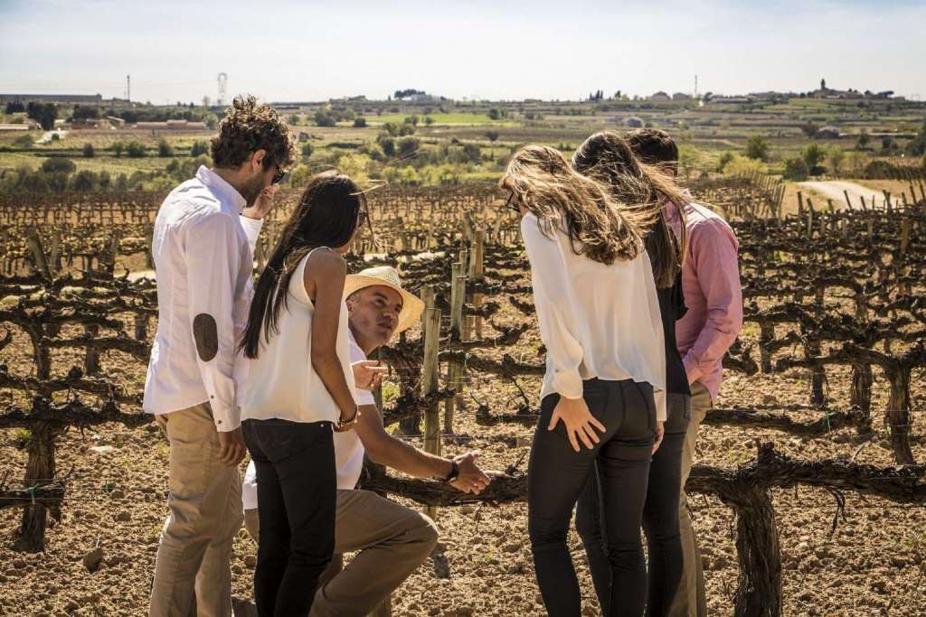 Vino, cava y tapas con ruta 4x4 en viñedos - Imagen 2