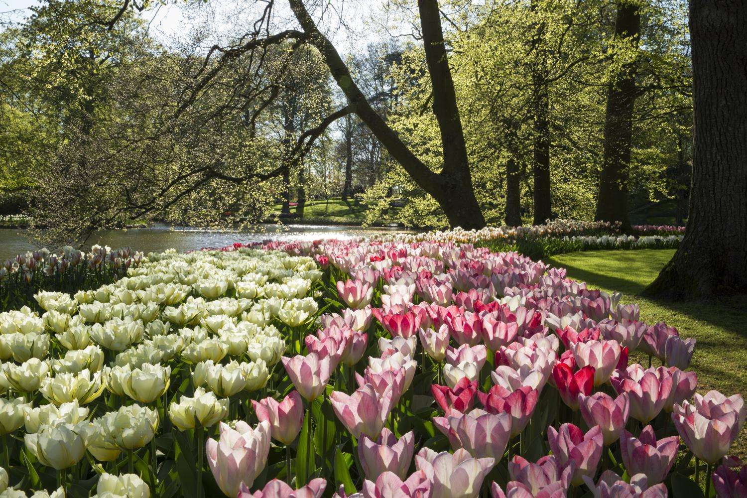 Keukenhof: traslado audioguiado y crucero - Imagen 2