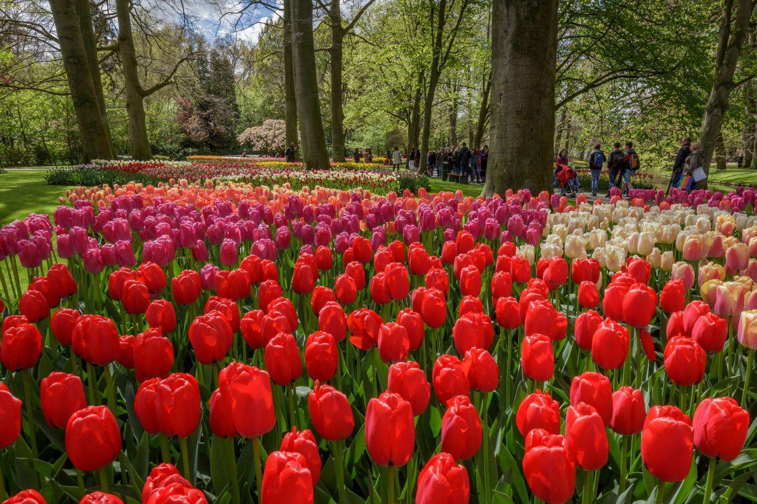 Keukenhof: traslado audioguiado y crucero - Imagen 4